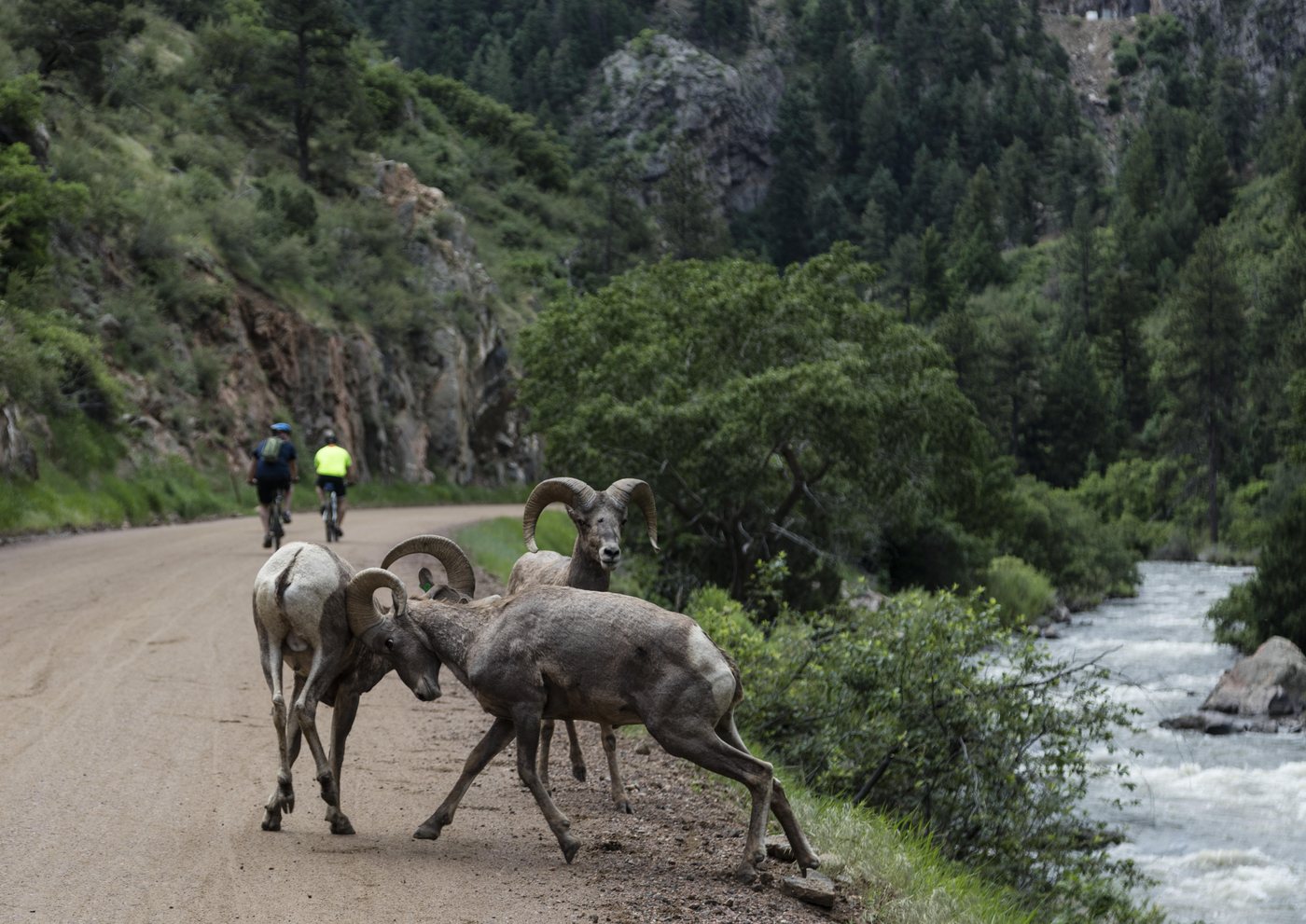 Young Rocky Mountain bighorn sheep rams in Waterton Canyon, Colorado, 2016